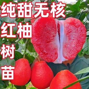 红心柚子树苗嫁接马家文旦盆栽葡萄果树庭院南北方四季水果苗樱桃