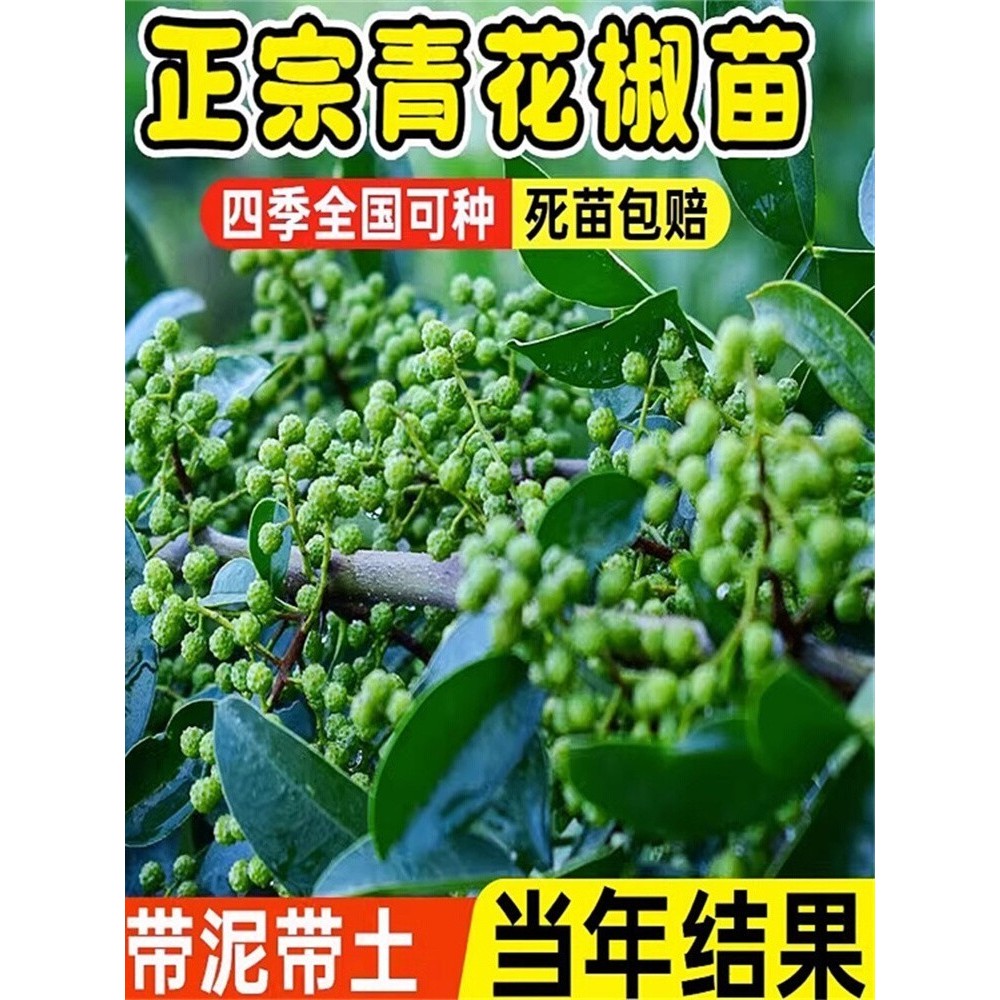 正宗四川汉源藤椒树苗青花