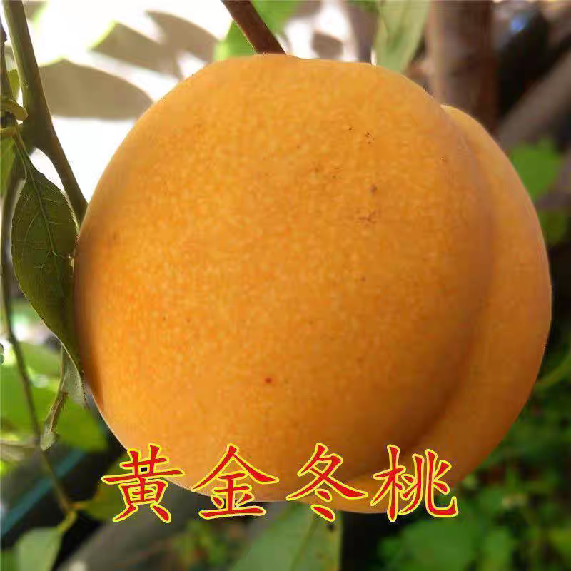 晚熟桃树苗新品种嫁接黄桃树苗北方果树耐寒耐冻桃树树苗超甜大果