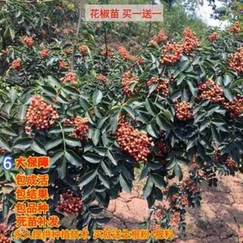 大红袍花椒苗树食用盆栽盆栽地栽南北种植花椒苗四川麻椒果树果苗