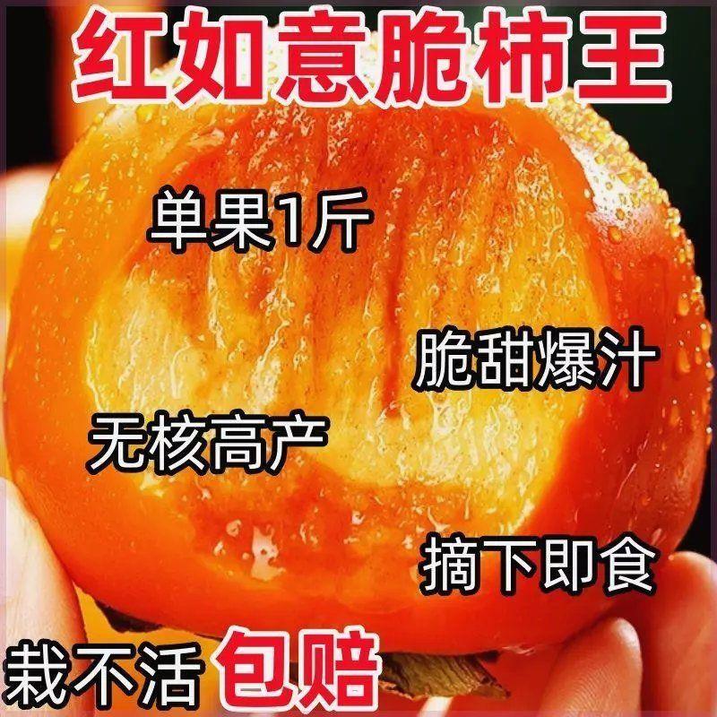 柿子树苗无籽无核新品种脆甜柿子耐寒盆栽地栽南北方种植当年结果