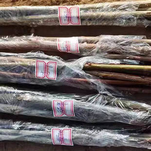 嫁接接穗果树苗无花果李子苹果山楂柿子樱桃树石榴苗接穗扦插枝条