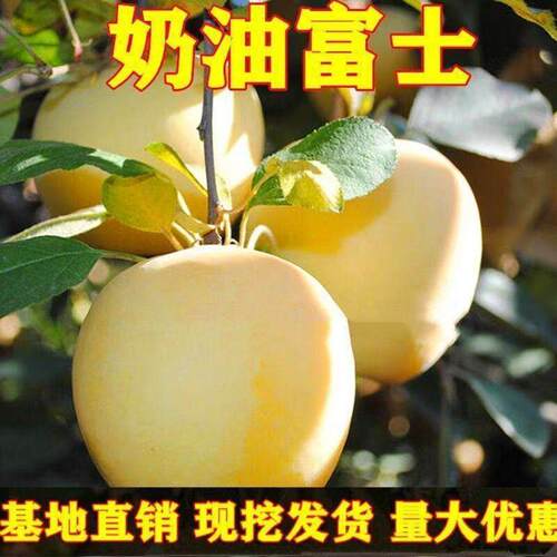 正宗黄金奶油富士苹果树