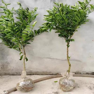 青皮冰糖橙苗子南北方种植