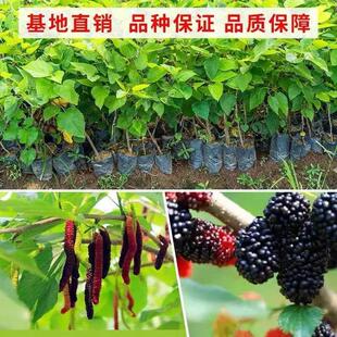 桑葚树苗南方北方种植当年结果食用桑树苗黑桑水果白桑葚四季盆栽
