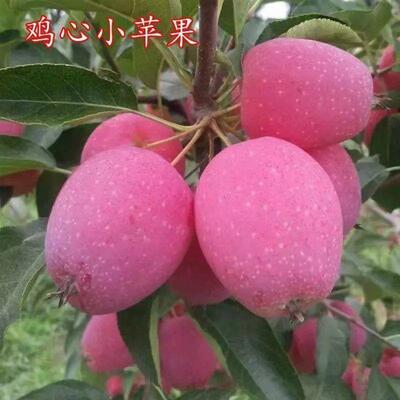新品种鸡心果苗东北小苹果海棠果树苗耐寒植物南方北方种植盆栽地