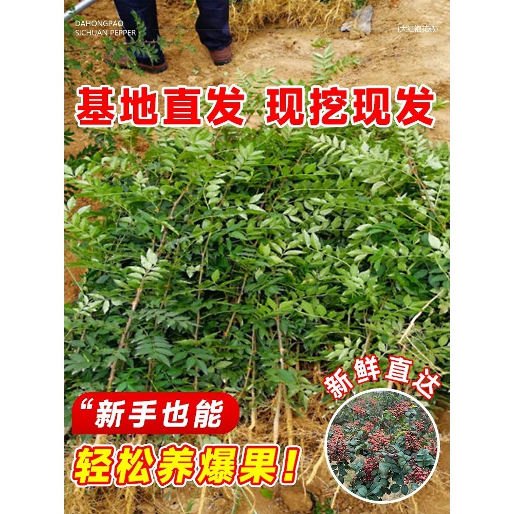 花椒苗树大红袍带土树苗室外老桩老品种四川汉源九叶青花椒树大苗