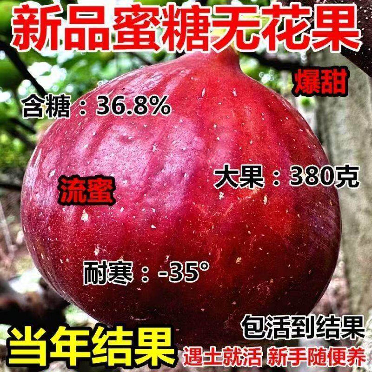 无花果树苗特大早熟蜜糖王超甜耐寒盆栽地栽适合南北种植当年结果