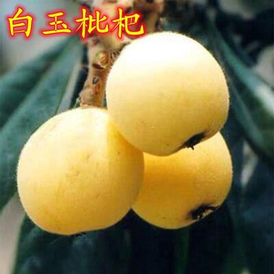 东山白玉枇杷洞庭苏州白沙枇杷苗嫁接苗南北方种植当年结果果树苗