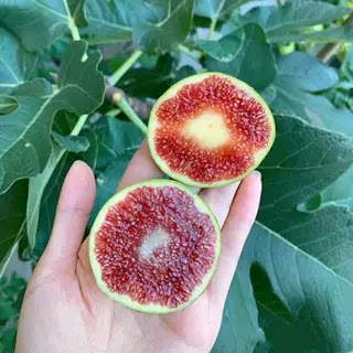 无花果树苗特大草莓维尔特无花果苗盆栽地栽南方北方种植当年结果