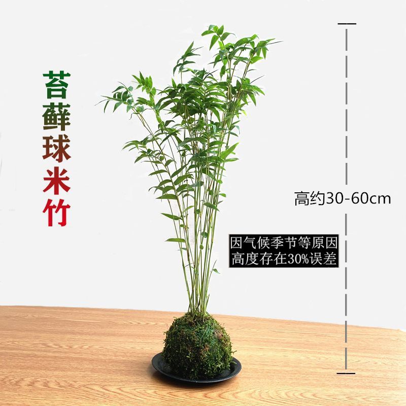米竹清仓苔藓球米竹苗古风房间装桌面绿植