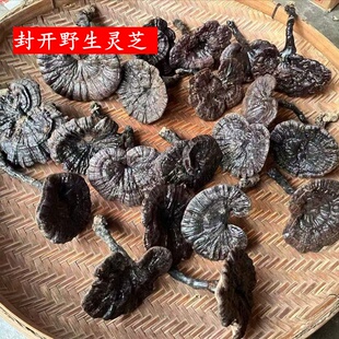 封开野生灵芝整枝广东七星黄岗特产深山黑灵芝孢子粉1斤包邮