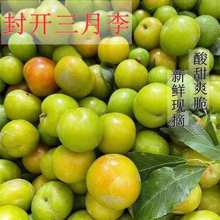 新鲜李子封开广东三月李青李酸甜孕妇水果2斤3斤5斤包邮非麒麟李