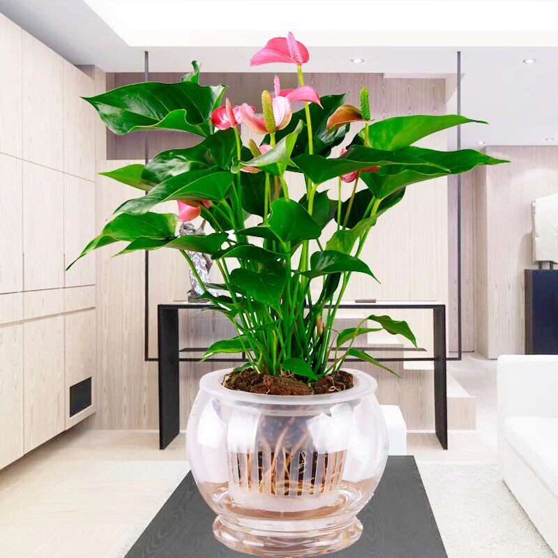 一帆风顺四季水培粉掌红掌白掌室内盆栽客厅花卉土培植物绿植盆景