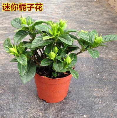 绿色四季阳台客厅盆景开花植物