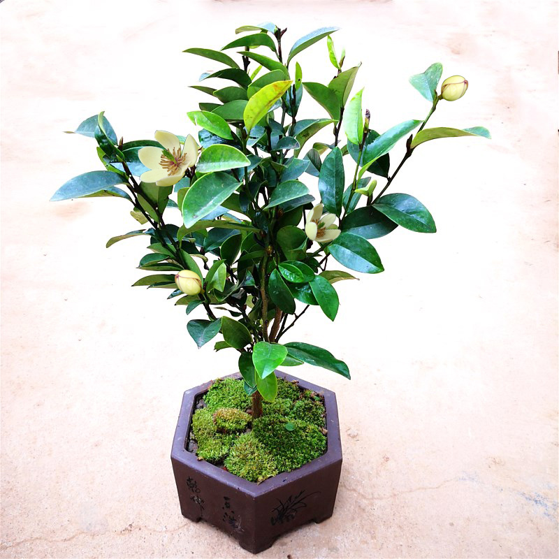 含笑盆栽树苗 四季种植 浓香花卉含笑花苗 含笑花卉当年开花 包邮