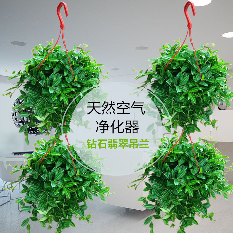 钻石翡翠喜阴绿植盆栽室内吊兰垂吊植物吸甲醛净化空气办公室水培