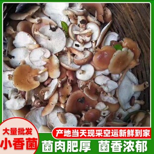 云南新鲜香菇深山香蕈新鲜现摘小香菇香信马桑菌香樟菌蘑菇小香菌