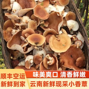 云南新鲜香菇深山香蕈新鲜现摘小香菇香信马桑菌香樟菌蘑菇
