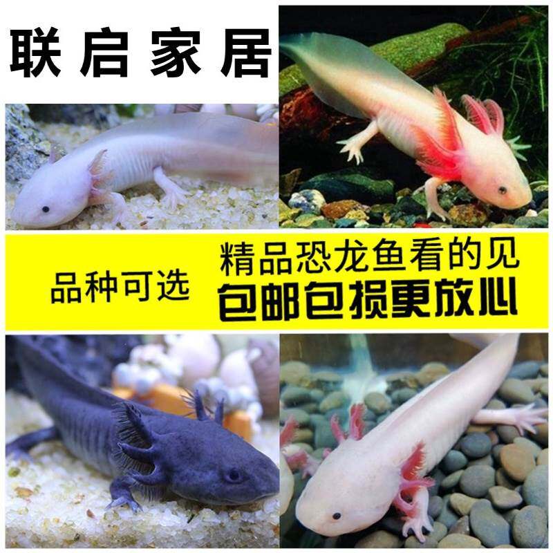 肉食动物素材模板 肉食动物图片下载 小麦优选