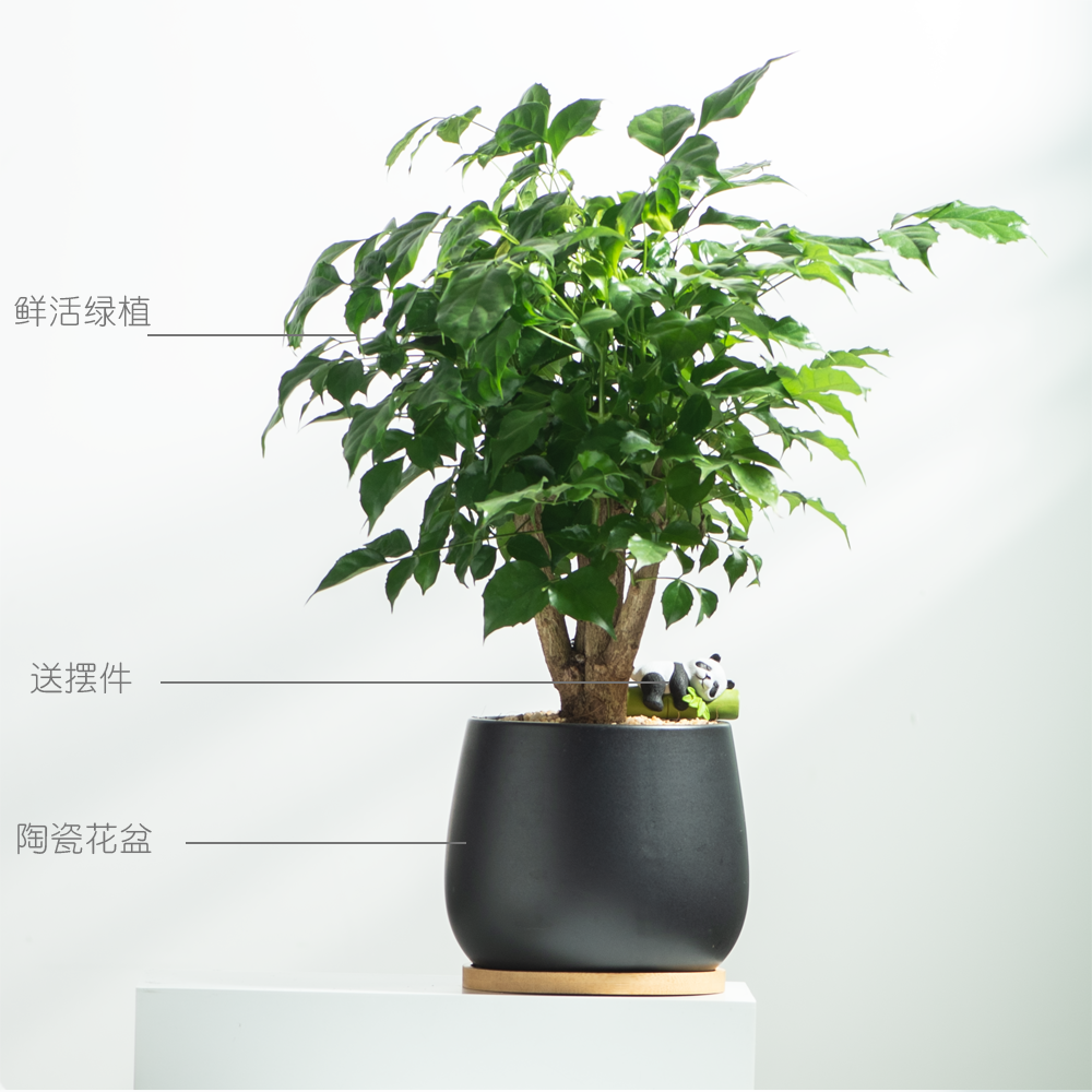 中盆栽幸福树办公桌面室内好养花卉盆景平安树绿植四季常青植物,鲜花速递/花卉仿真/绿植园艺,造型盆景,淘宝优惠券,粉丝福利购,淘宝优惠卷