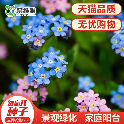 勿忘我种子 勿忘我种子