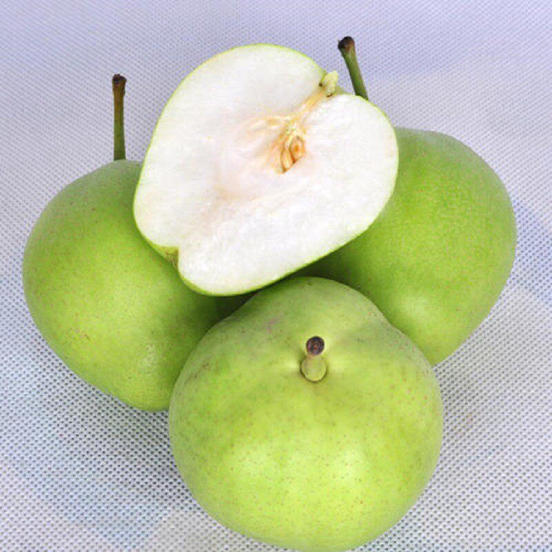 优质陕西早酥梨5斤15个左右 酥脆爽口果皮薄脆汁多清甜早稣梨新鲜