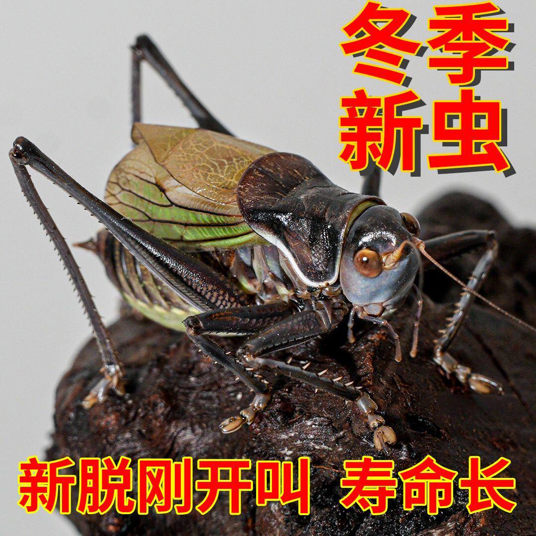 蝈蝈鸣虫活虫冬蝈蝈新脱天津特大号铁皮蝈蝈翡翠绿色蝈蝈大音量