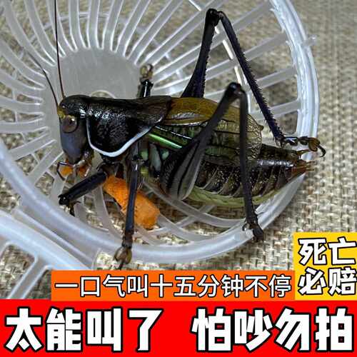 蝈蝈活大体蝈蝈鸣虫大肚子憨叫铁皮蝈蝈绿蝈蝈新脱蝈蝈绿蝈蝈宠物