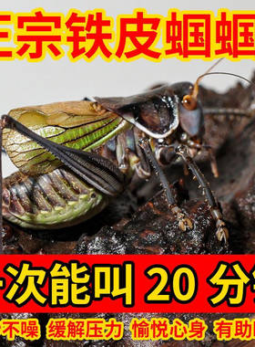 蝈蝈鸣虫活虫冬蝈蝈新脱
