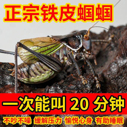 蝈蝈鸣虫活虫冬蝈蝈新脱天津特大号铁皮蝈蝈翡翠绿色蝈蝈大音量