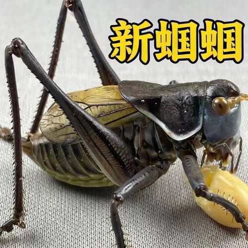 冬蝈蝈活虫新脱铁皮鸣虫绿蝈蝈