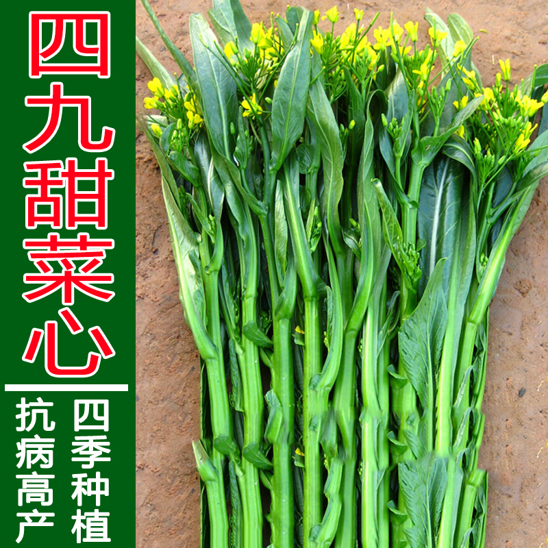 广东四季甜脆菜心菜薹种子