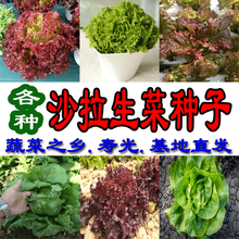 生菜种孑四季播种奶油紫红叶生菜籽套餐阳台盆栽沙拉蔬菜种籽种子