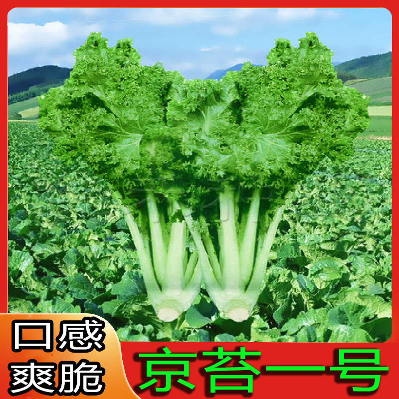 苔菜种子四季播蔬菜籽图片