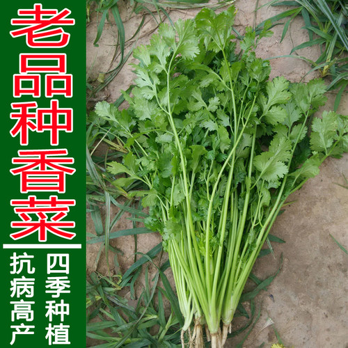 农家老品种大叶香菜种子阳台盆栽