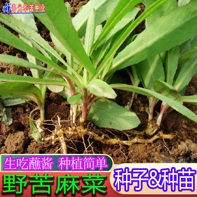 苦麻菜种籽曲麻菜苦菜野菜种子多年生蔬菜籽种子生吃阳台盆栽四季