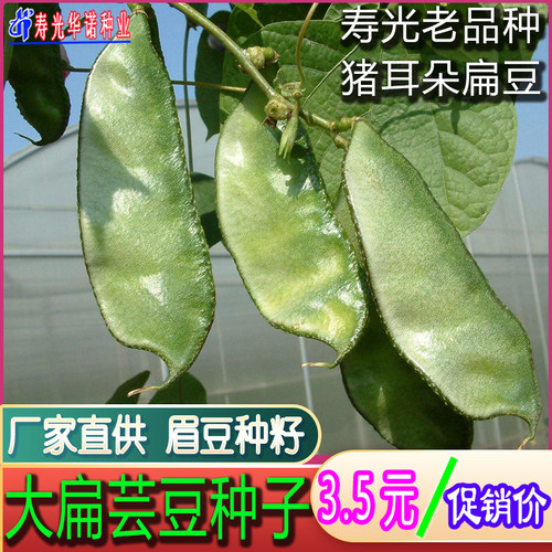 寿光老品种猪耳朵扁豆眉豆种子籽