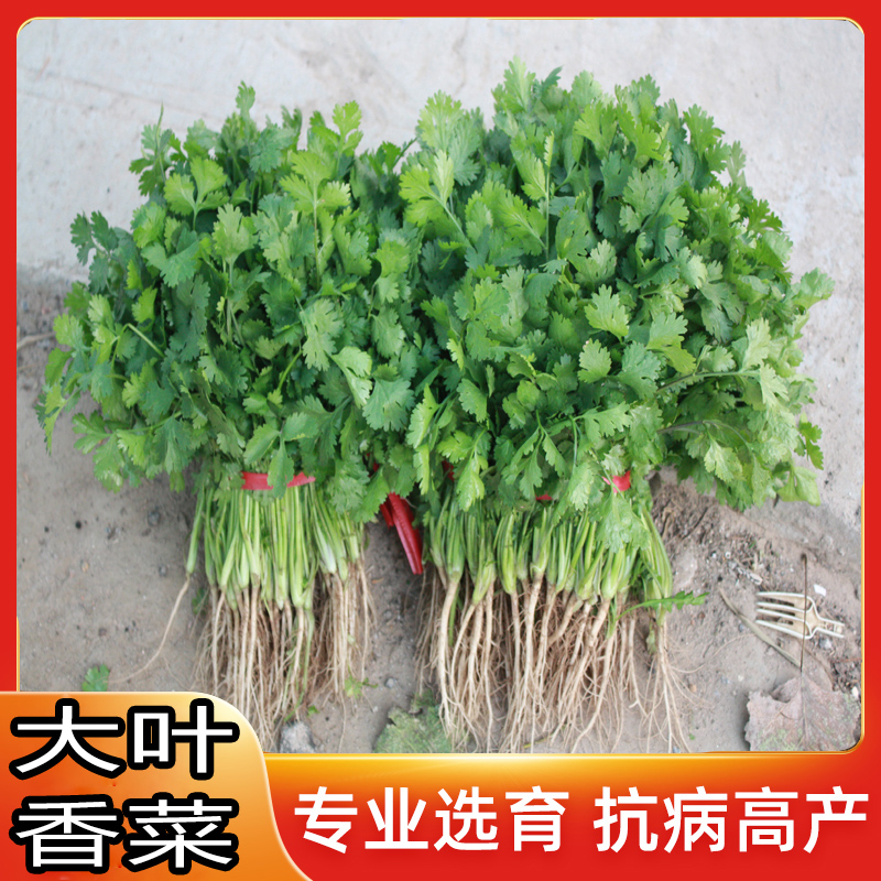 莱西铁杆小叶香菜种子芫荽种籽高杆香菜籽盆栽菜园蔬菜种子四季播