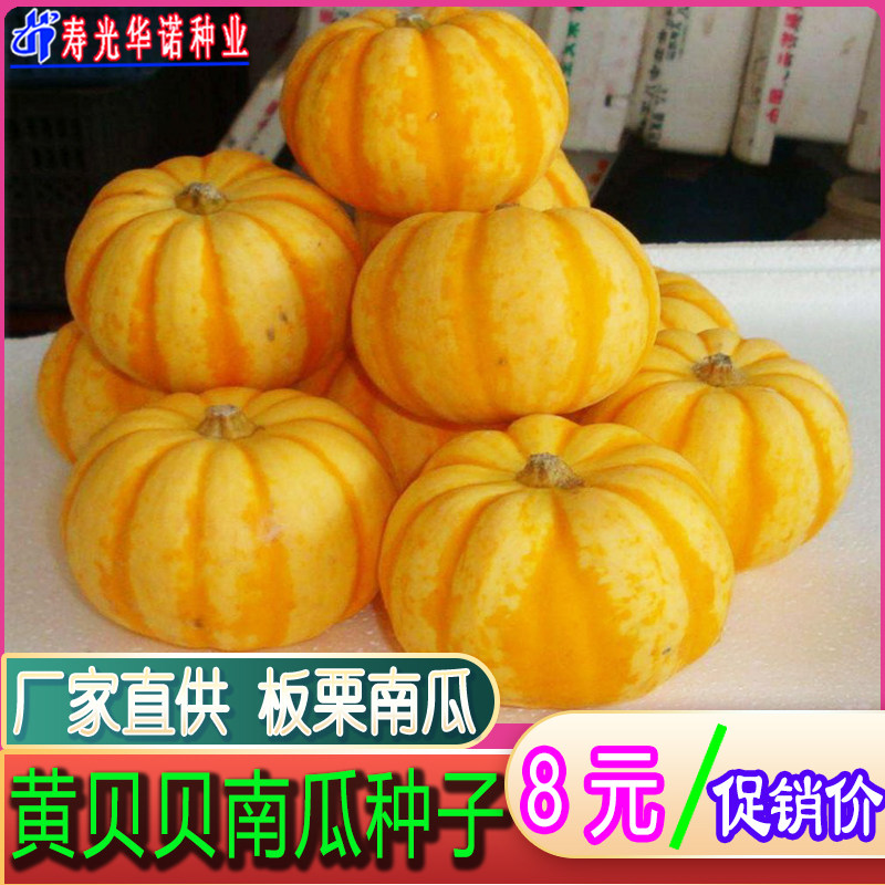 黄贝贝迷你小南瓜种子板栗甜面金桔瓜种籽孑盆栽菜园四季蔬菜种籽
