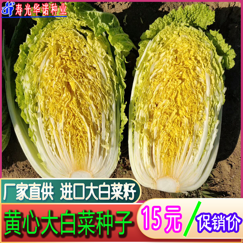 进口黄心大白菜种子圆白菜旺庆春先正达强春吉锦白菜籽春夏秋菜籽