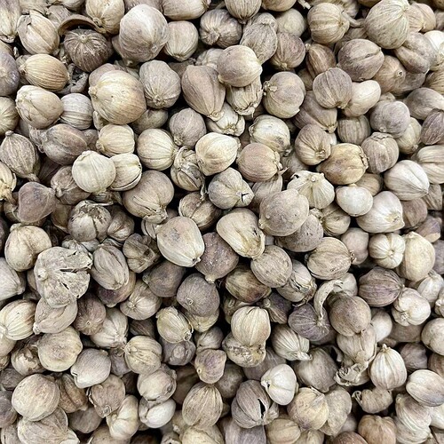 中药材正品白豆蔻白蔻50克