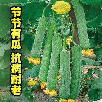 高产特大肉丝瓜种春夏秋季特长丝瓜籽农家庭院爬藤种子蔬菜菜种子