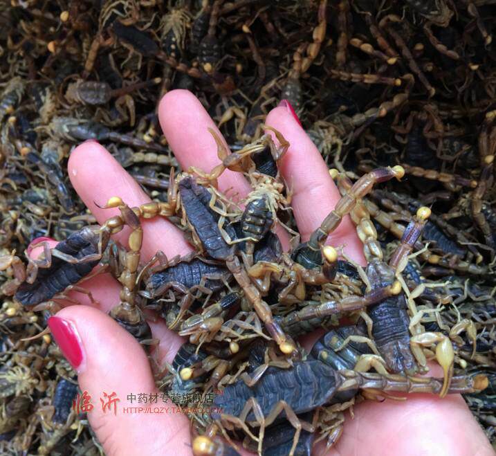 中药材 蝎子 全虫  全蝎 清水沂蒙山全蝎  50克包邮 有蜈蚣水蛭
