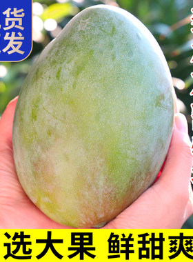 四川攀枝花凯特芒果新鲜热带水果