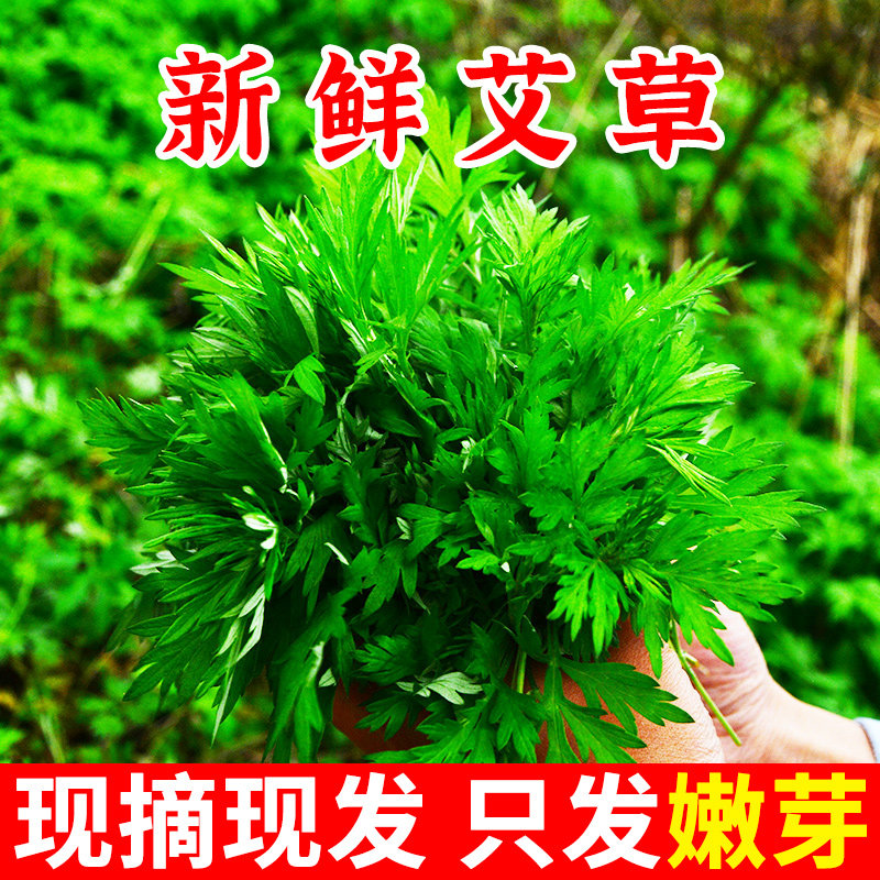 艾草新鲜5斤当季蔬菜农家野生艾叶食用艾蒿青团糍粑清明果清明草