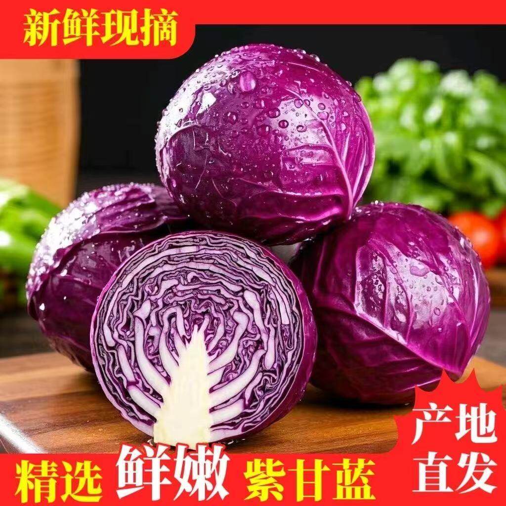 农家现摘紫甘蓝新鲜蔬菜健康沙拉紫菜包菜卷心菜生吃批发包邮