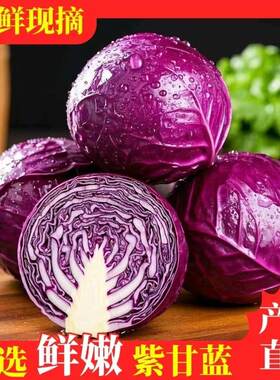 农家现摘紫甘蓝新鲜蔬菜健康沙拉紫菜包菜卷心菜生吃批发包邮