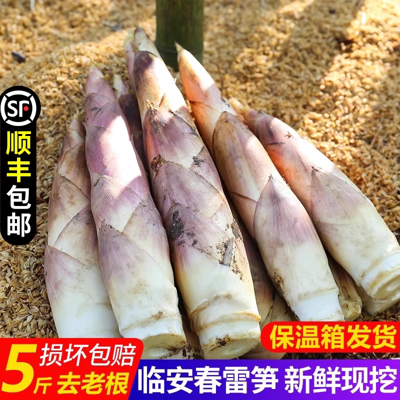 新鲜现挖小竹笋临安天目山春笋雷笋油焖笋农家蔬菜自然野生雷竹笋