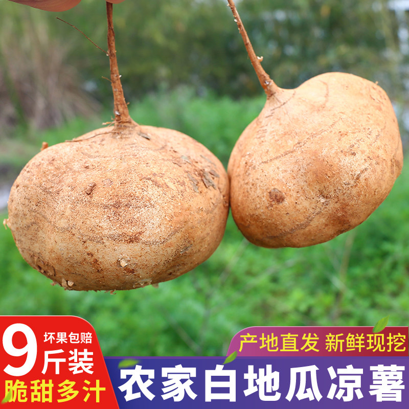 广西凉薯新鲜现挖农家自种白地瓜水果凉薯生吃豆薯蔬菜小番薯山芋